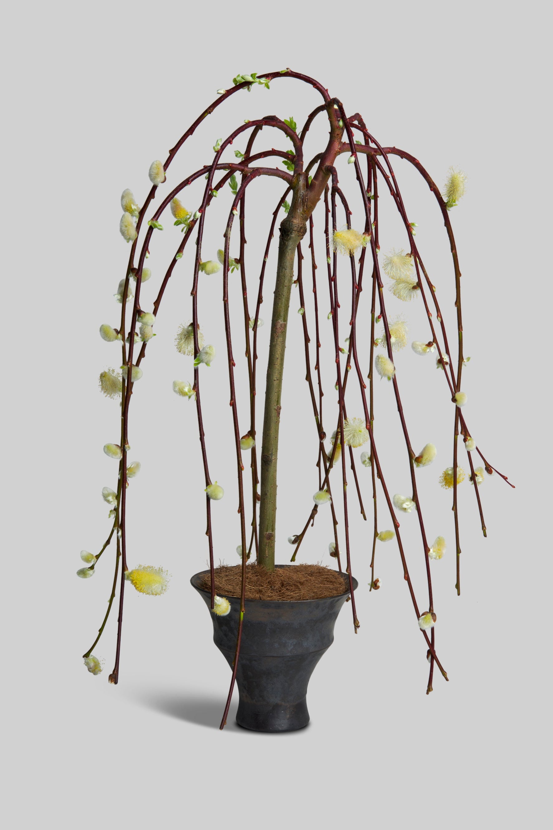 Metal Edge Ceramic Plant Pot