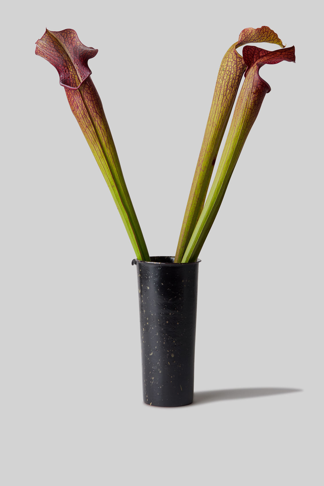 Xuan Ceramic Pitcher – Near Snow