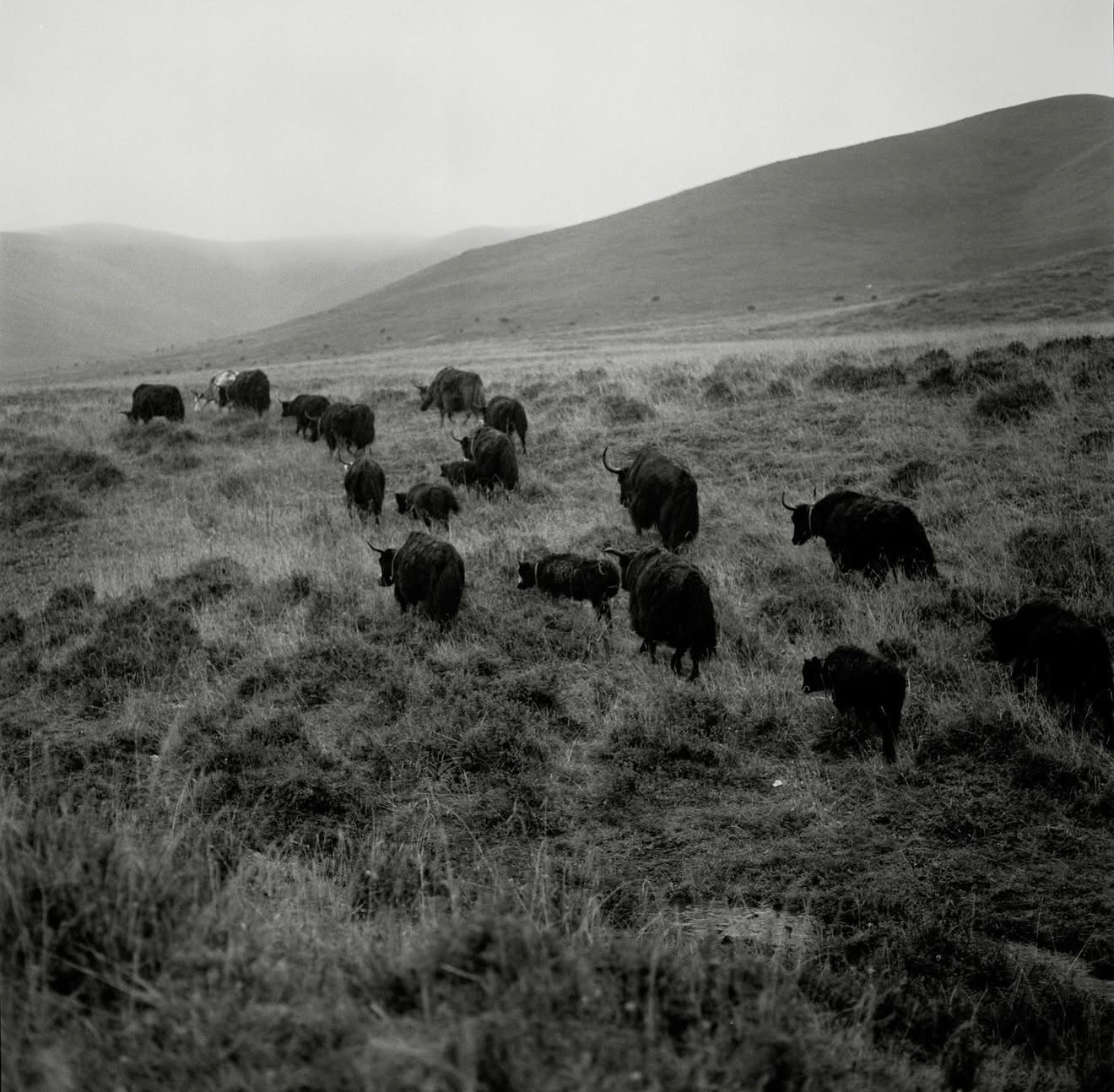 Material Lexicon | Yak Khullu by Jade Grain x Norlha