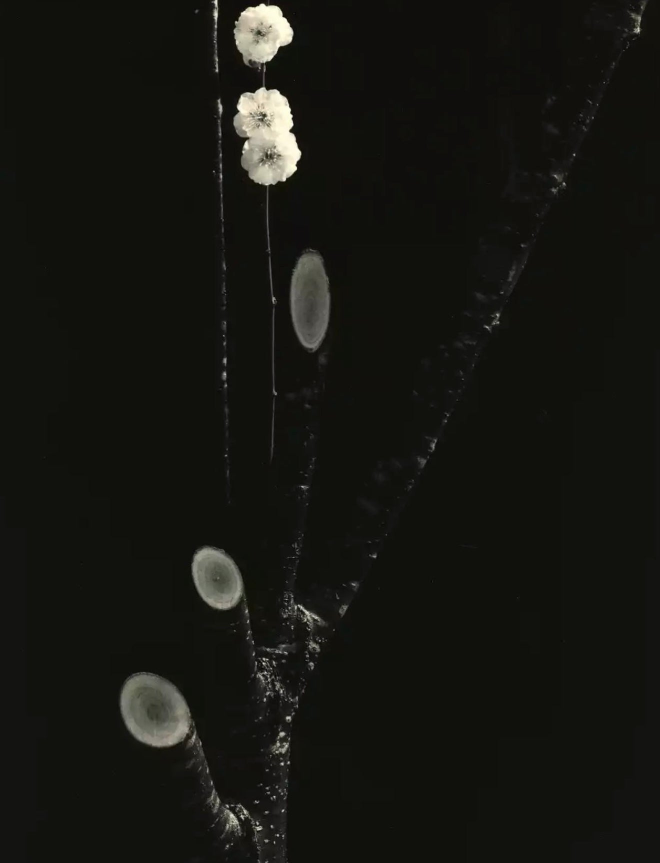 Masao Yamamoto | Negative Space