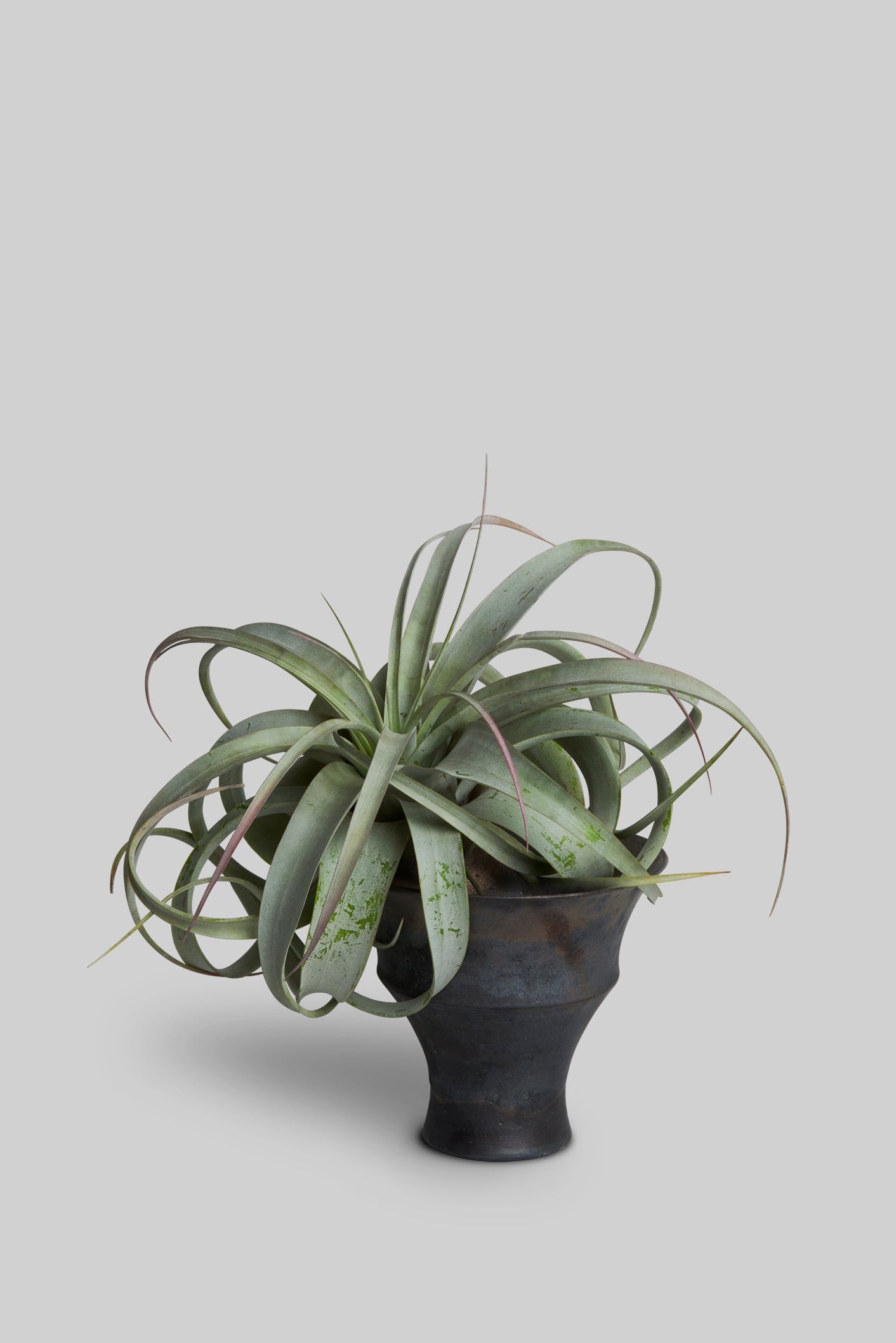Metal Edge Ceramic Plant Pot