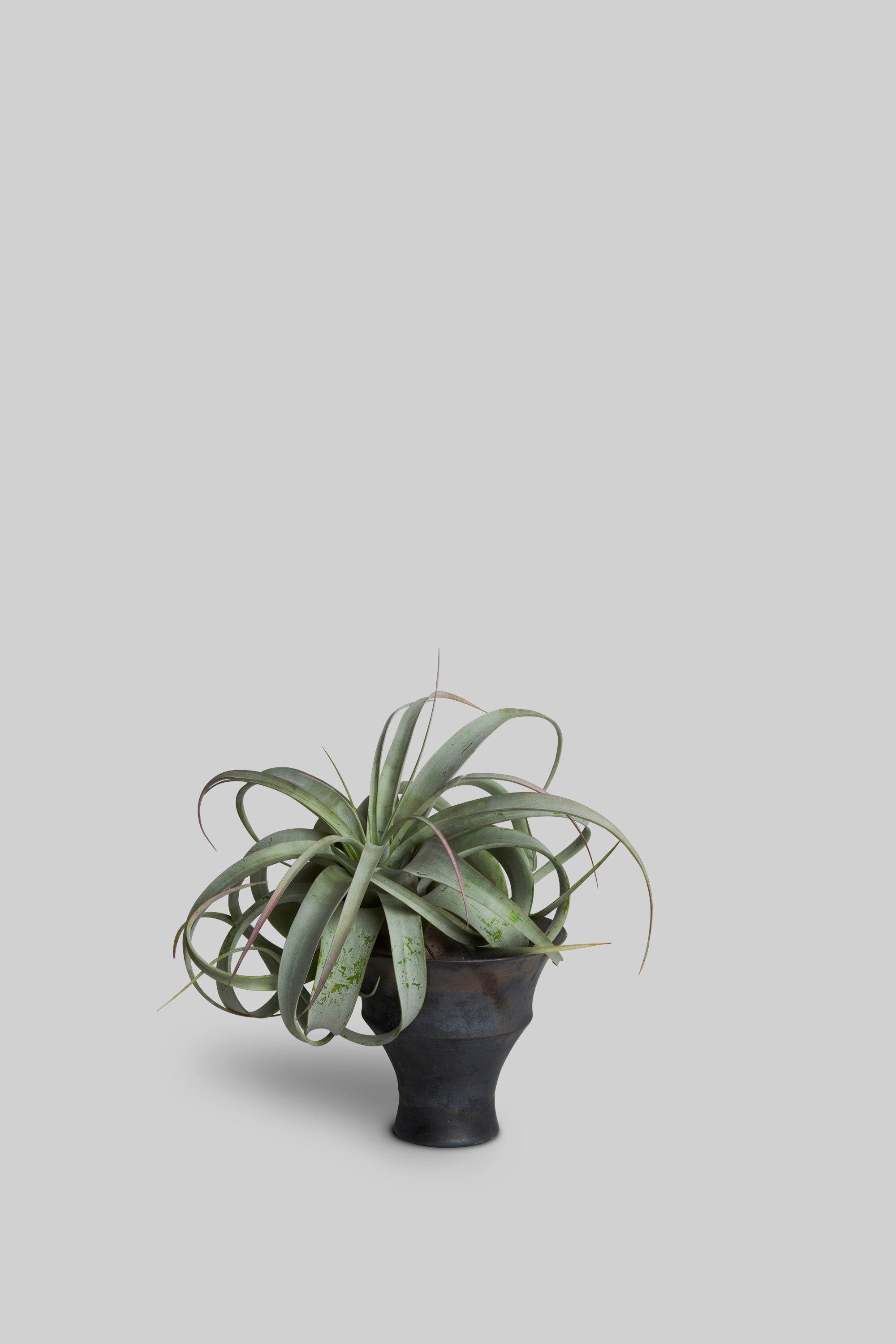 Metal Edge Ceramic Plant Pot